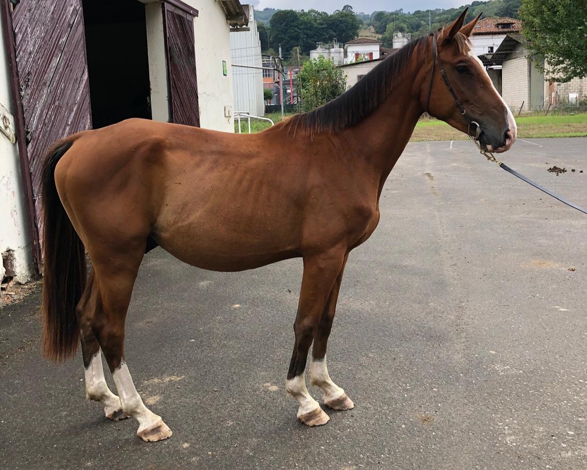 horse